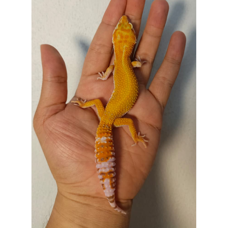 Leopard Gecko Tremper Jungle | Male | Gecko Sehat Aktif Jinak - TR02M