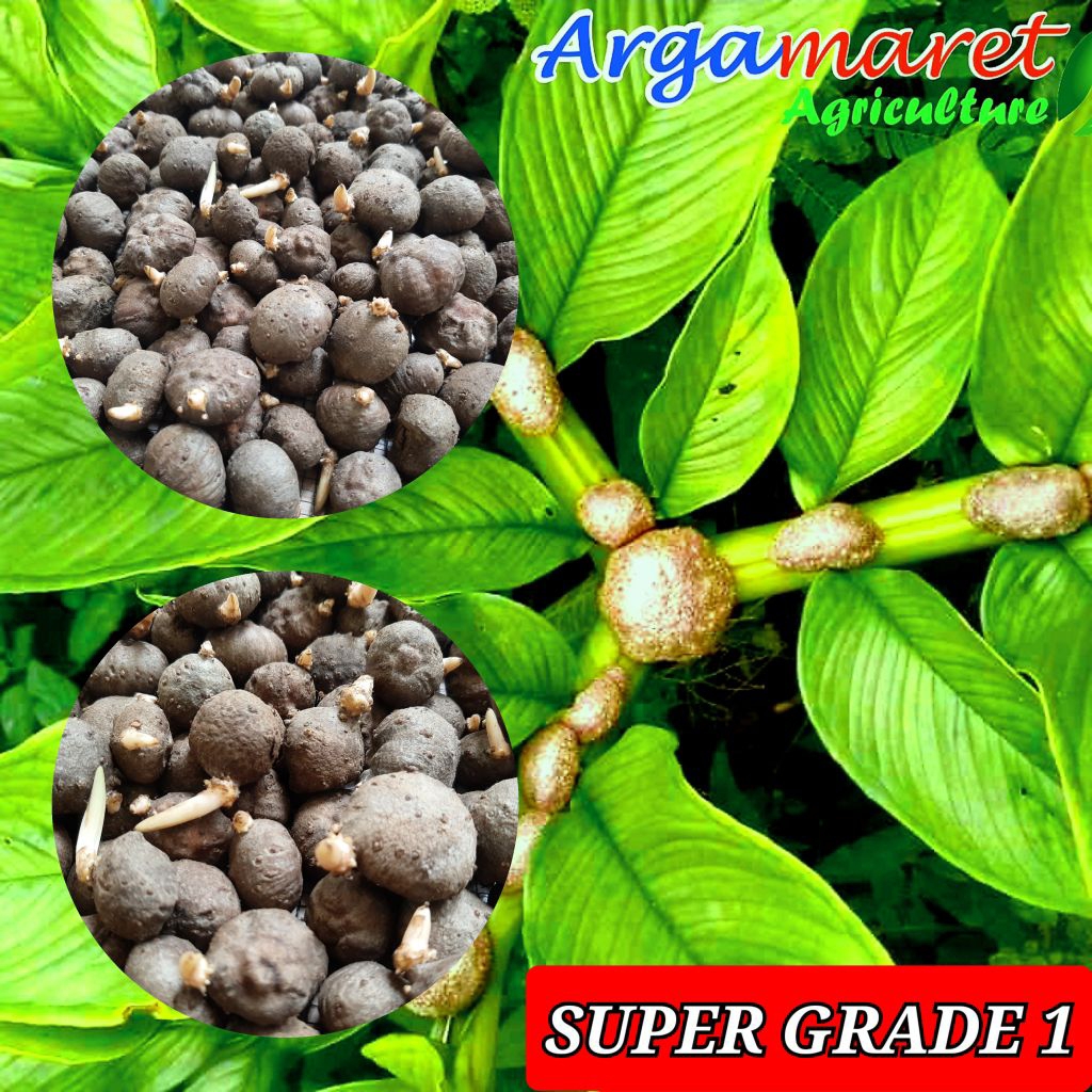Bibit Porang Katak Super 1 KG Kualitas Terbaik Varietas Unggulan