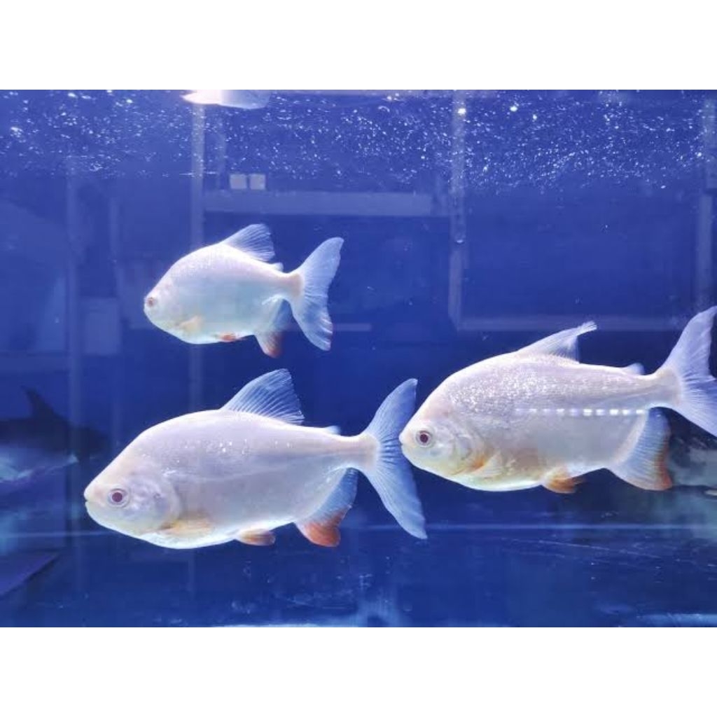hiasan aquarium/pacu albino