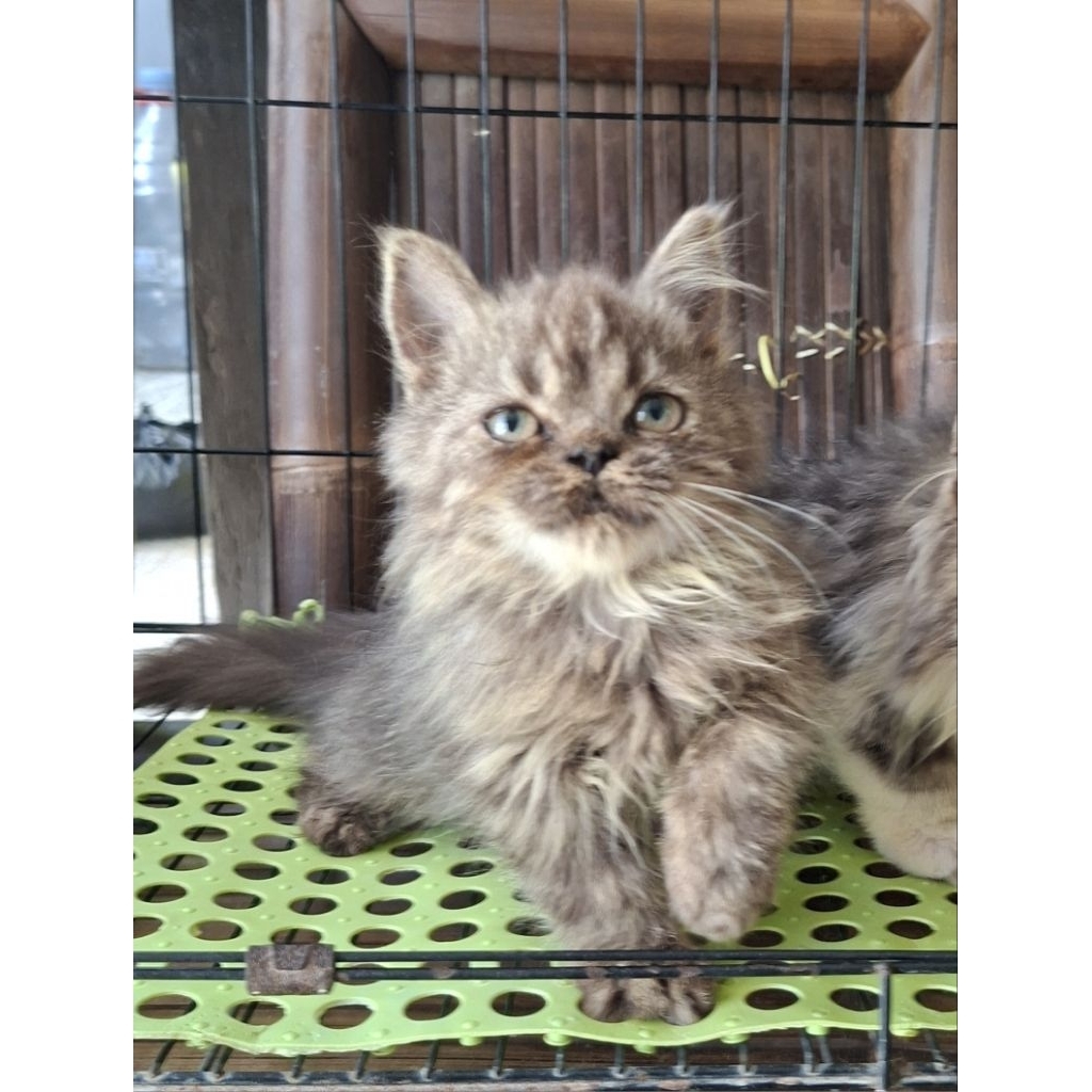 Anakan kucing persia flatnose/kitten.persia flatnose anu/kitten persia flatnose betina/kucing persia