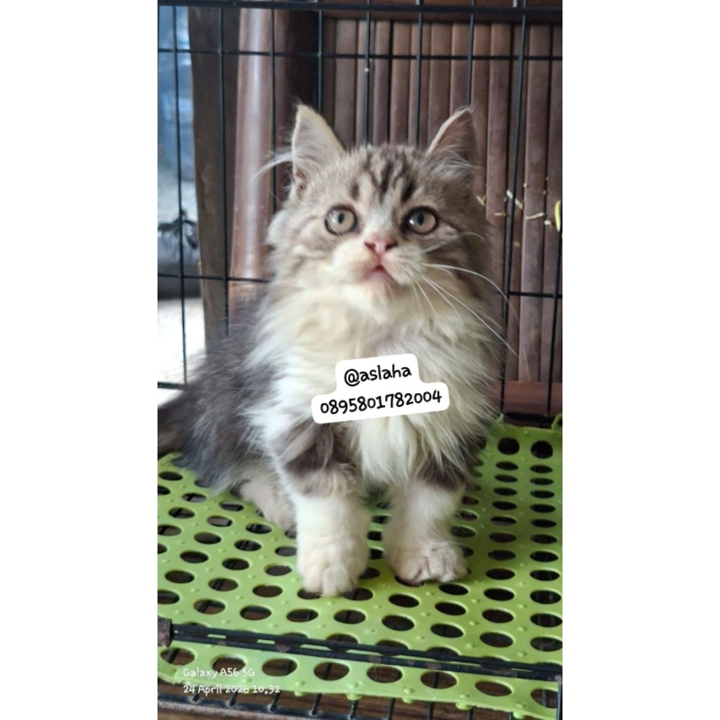 Anakan kucing persia flatnose/kitten persia flatnose jantan/kucing persia flatnose jantan