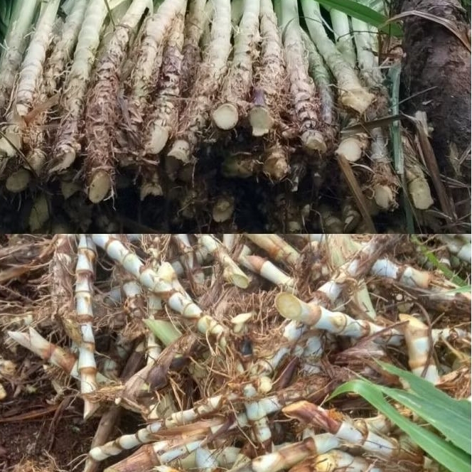 paket hemat bibit rumput odot super dan rumput odot jumbo