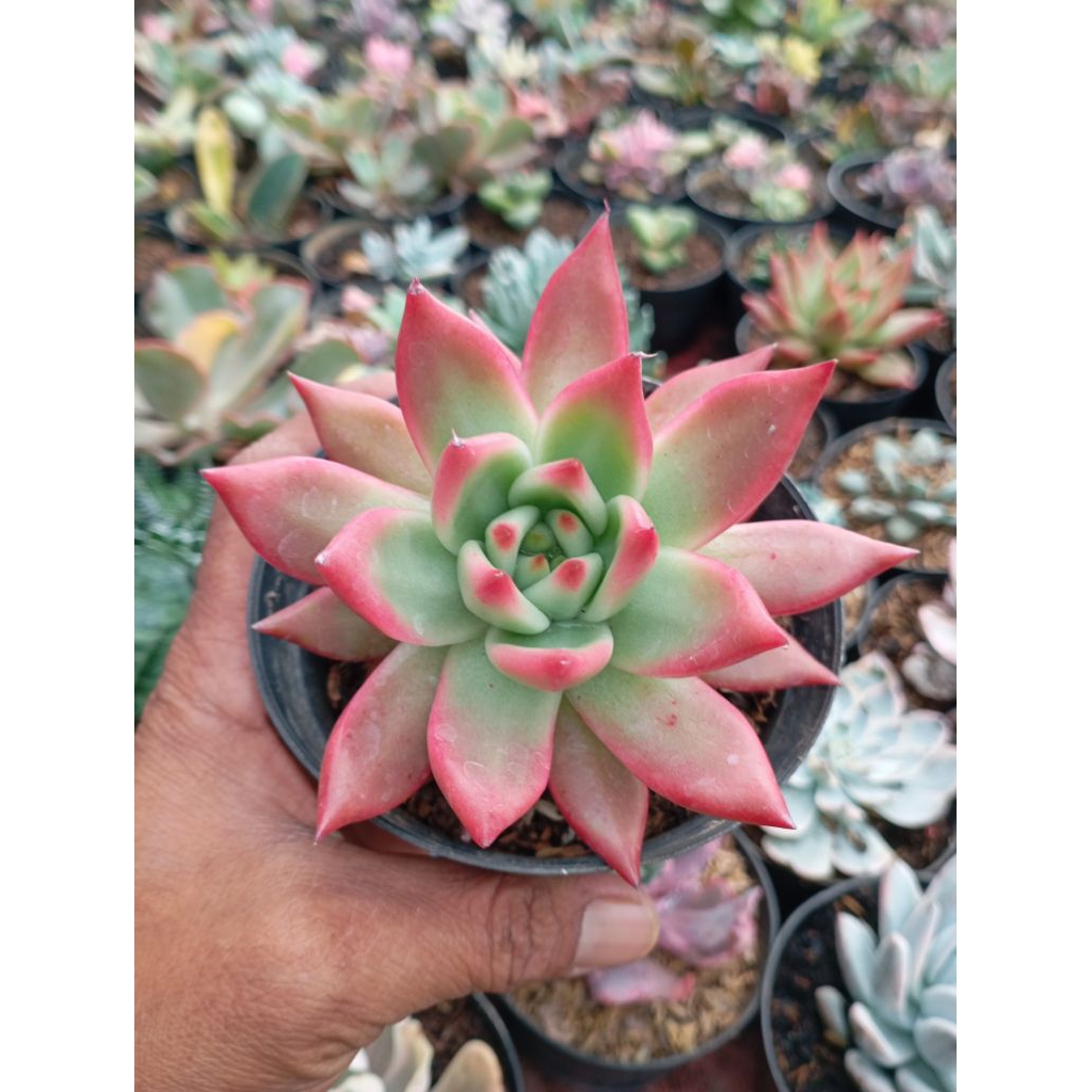 echeveria agavoides frank reinelt