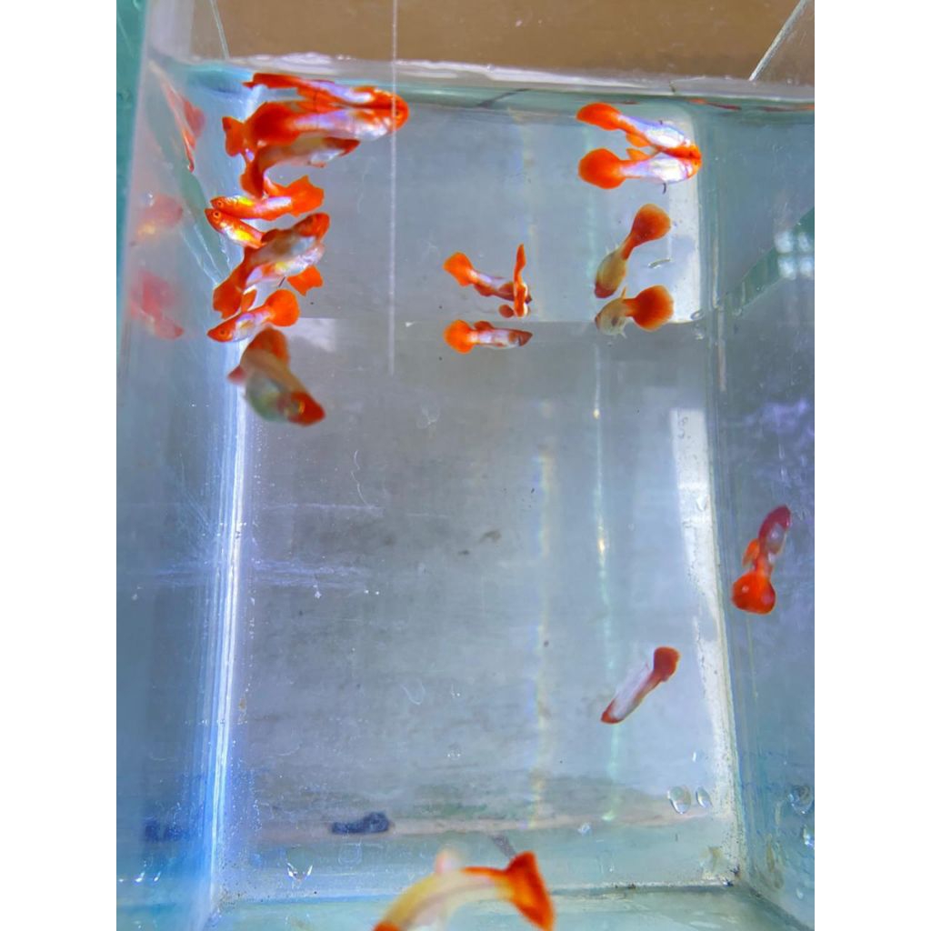 hiasan aquarium guppy albino koi gen red ear / albino koi gen red ear