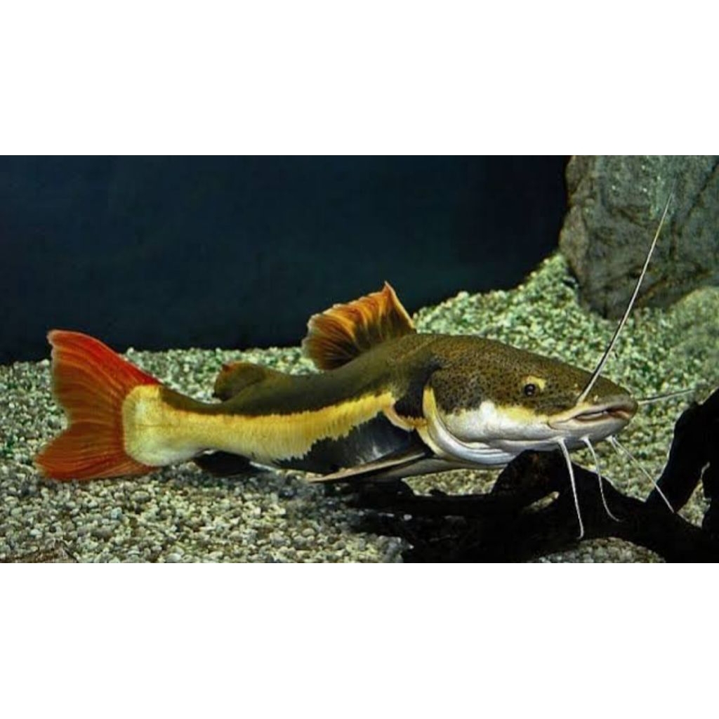 rtc catt fish berkualitas 10-13cm
