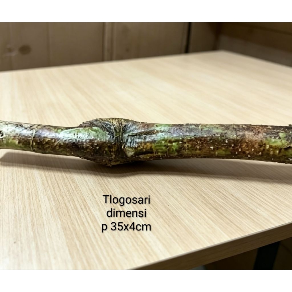 kayu Tlogosari bahan Viva once jumbo random