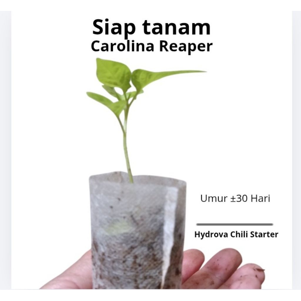 Bibit cabe Carolina Reaper (Bibit Siap Tanam )