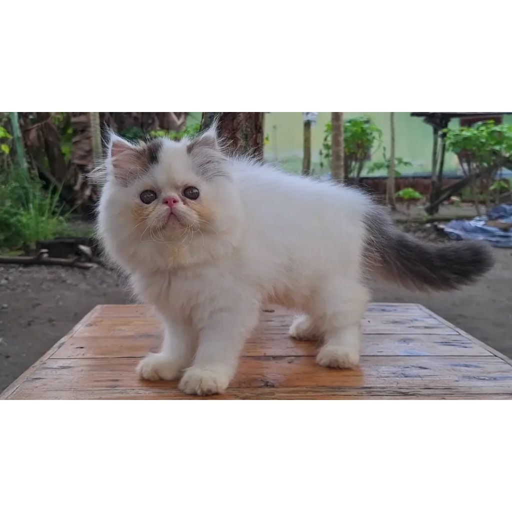 KUCING PERSIA PEAKNOSE JANTAN 3 BULAN BICO TABBY