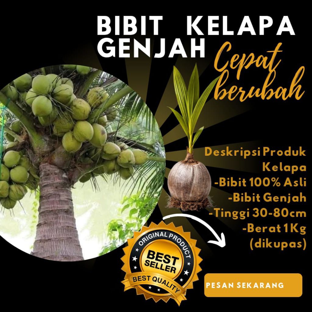 HARGA GROSIR  Bibit Kelapa Pendek Entok Genjah, Bibit Kelapa Pendek Entok Unggul, Bibit Kelapa Pende