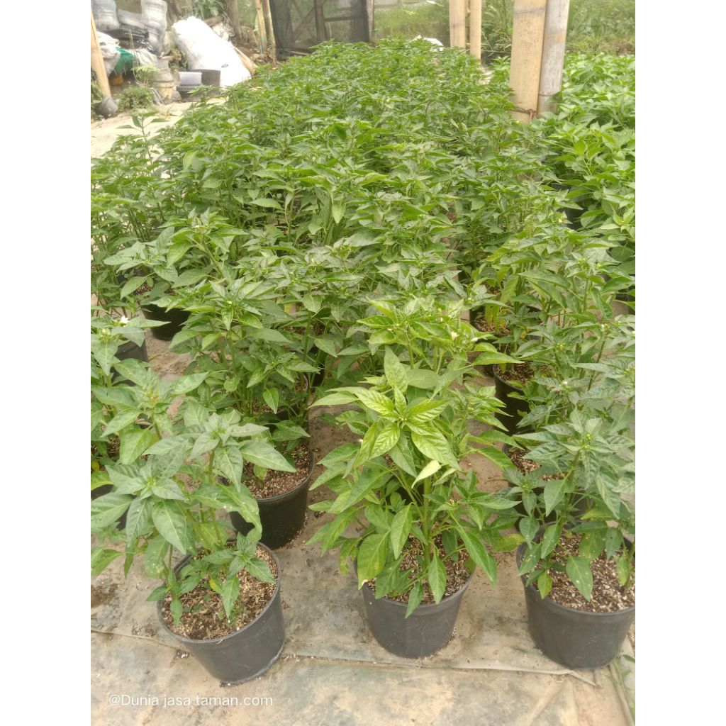 pohon cabe rawit hijau