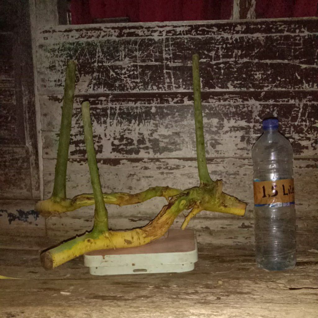 bahan bonsai serut dongkelan untuk gaya raft