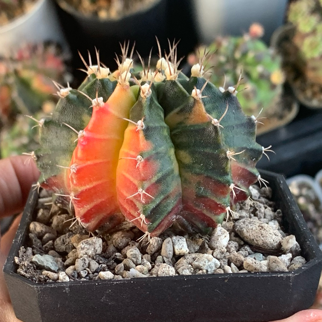 Yp1 Gymno Miha seedling hybrid ( gymnocalycium mihanovichii Kaktus Varigata var mihanovichi tanaman 