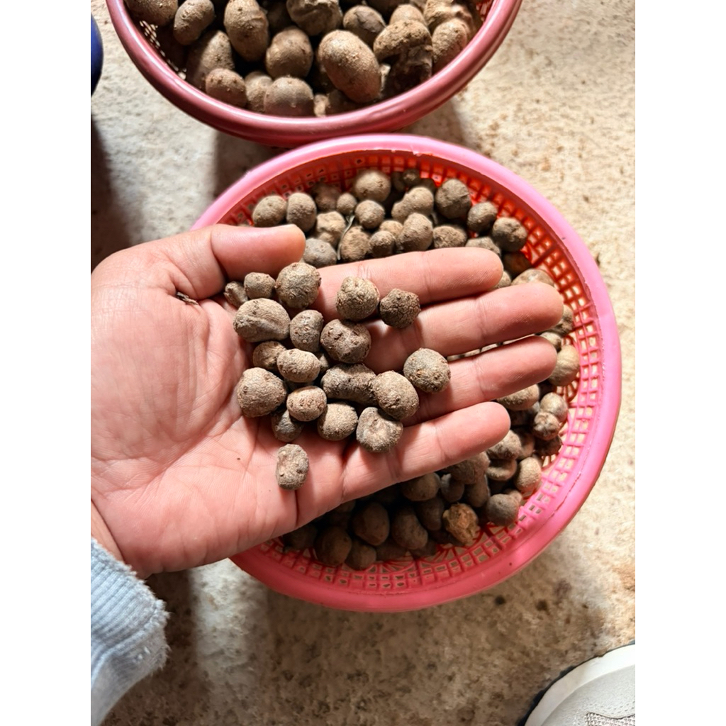 bibit katak porang isi per 1kg 650 biji