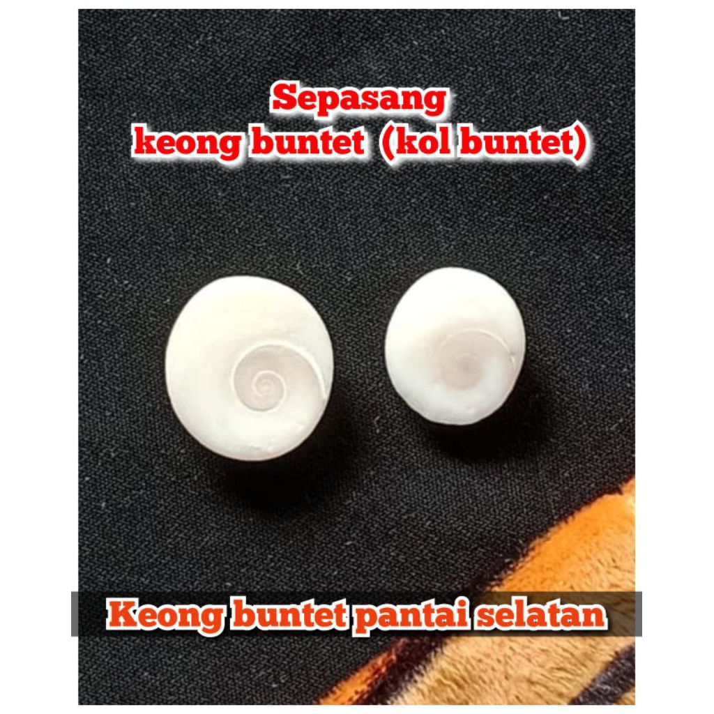 sepasang keong Buntet ( kol Buntet ) asli pantai selatan rough.27