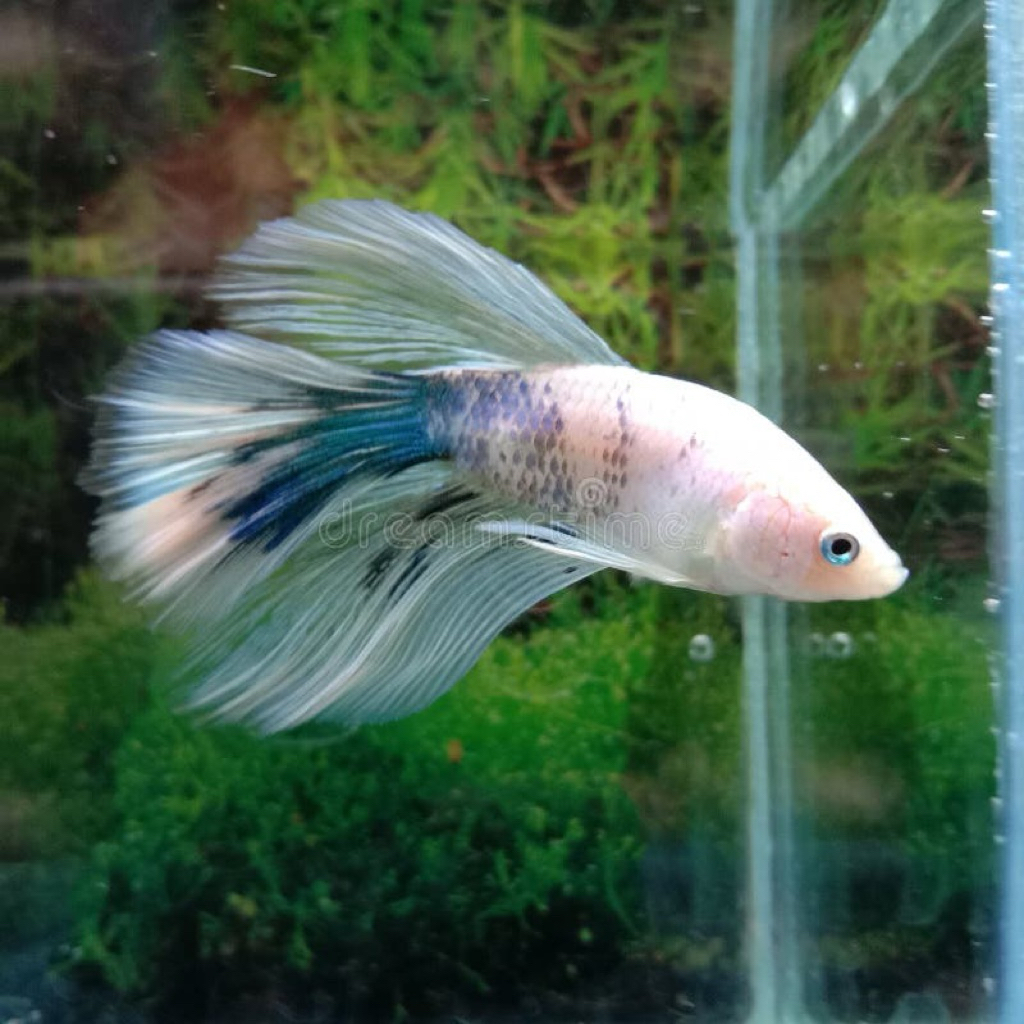 white blue betta fish