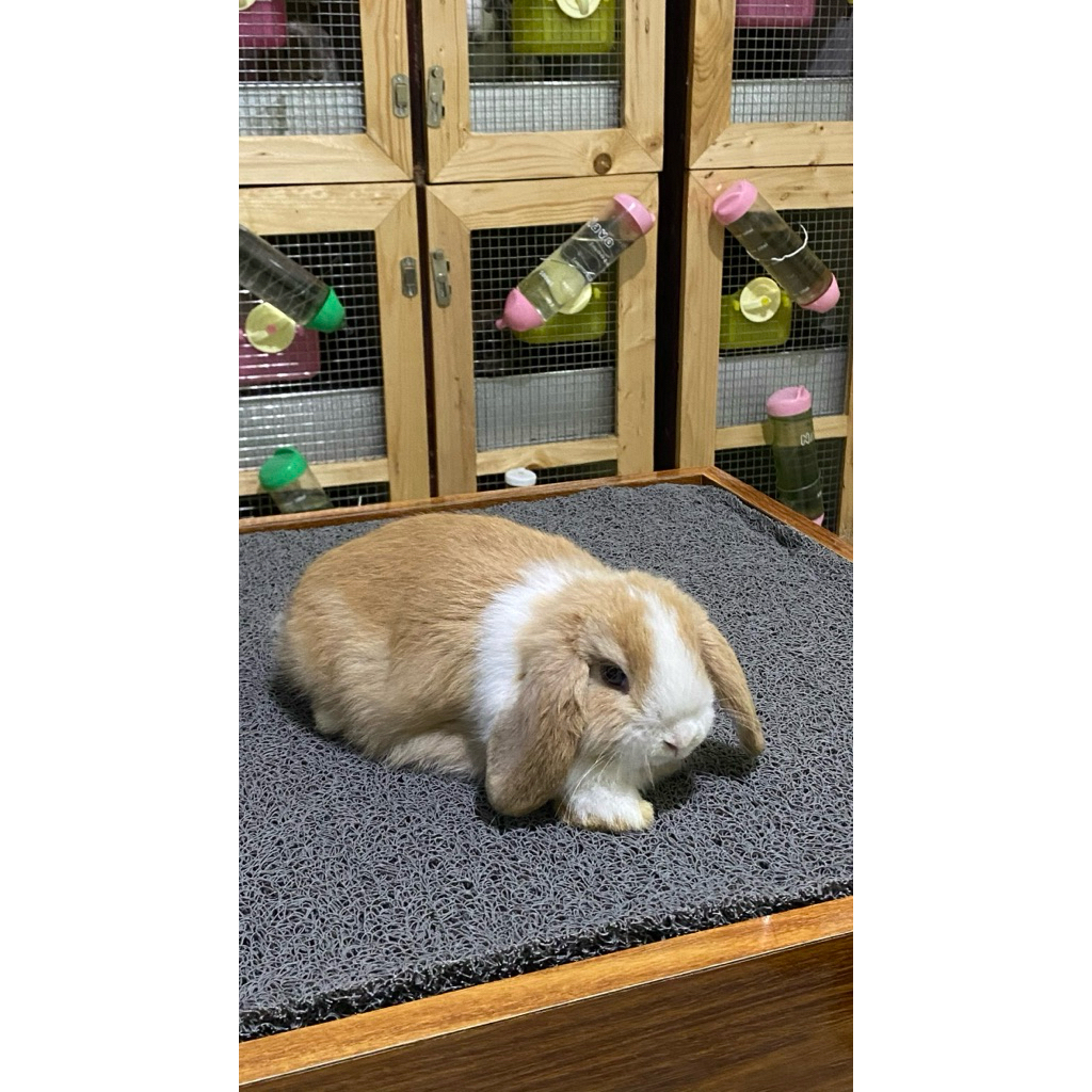 Kelinci Hias Jenis Holland Lop Usia 2-3 Bulan