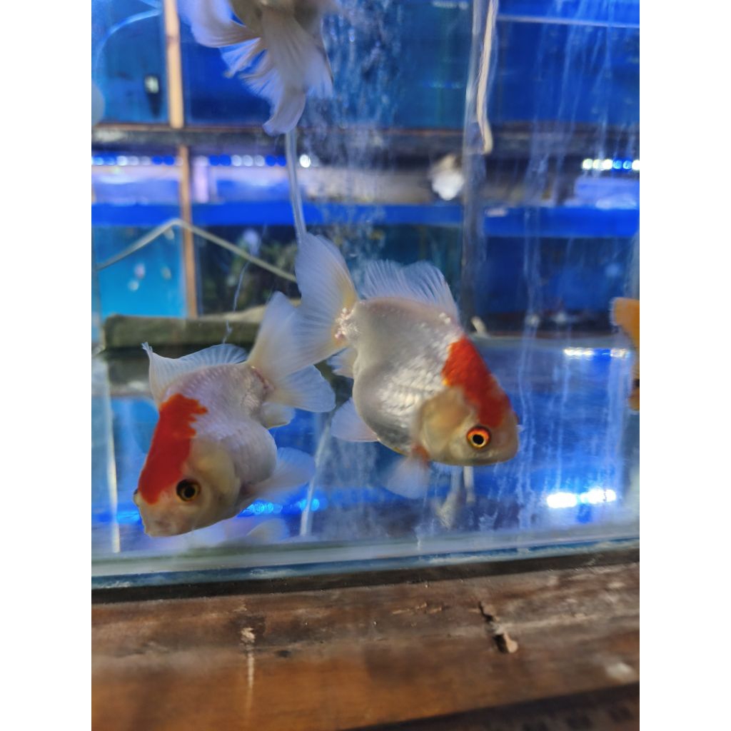 Hiasan Akuarium Ikan Goldfish koki Size L merah putih