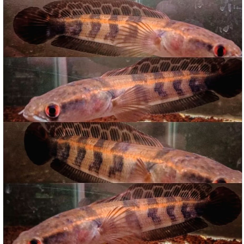 (COD) Chanba Maru Red Barito 8-10 Cm Garansi Seluruh Indonesia
