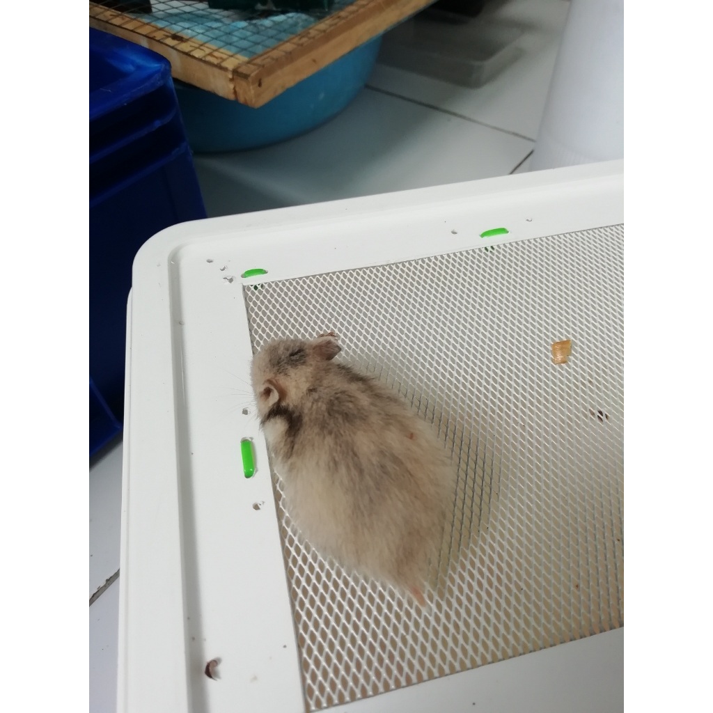 HAMSTER SYRIAN VAR4 SHORT HAIR