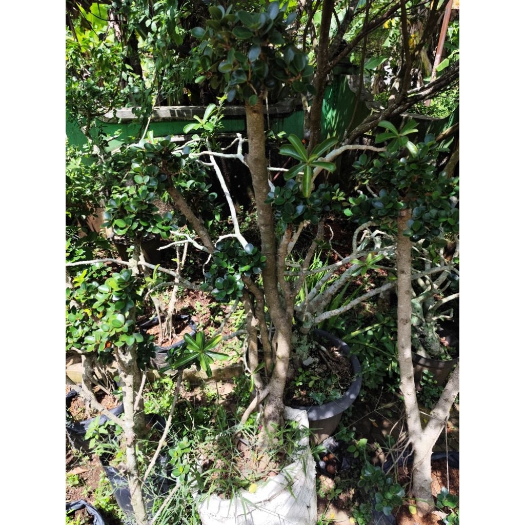 bonsai taman dolar mikro hiasan taman atau hiasan halaman