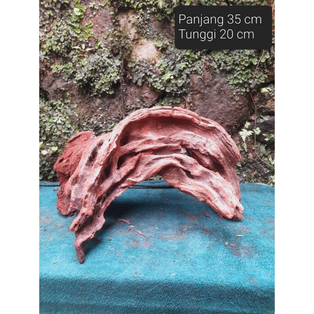 Santigi dan akar santigi,bonggol santigi.