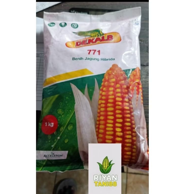Benih Jagung Hibrida DK 771 - 1kg, Tahan Penyakit, Hasil Tinggi, Panen Cepat