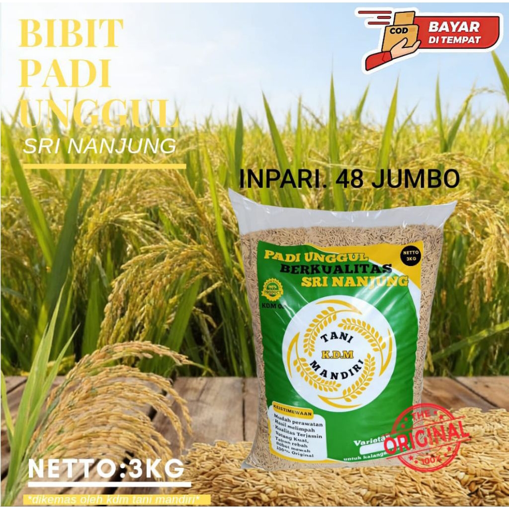 BENIH PADI INPARI 48 UNGGUL KUALITAS KEMASAN 3KG BIBIT PADI UNGHUL
