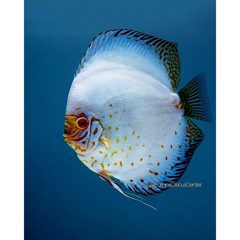 discus white butterfly / ikan discus white / white butterfly discus / ikan hias air tawar / ikan dis