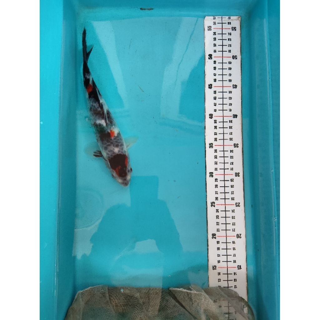 Ikan koi tancho showa antikan