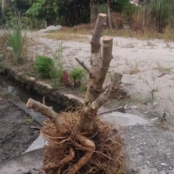 BONGGOL ANTING PUTRI JUMBO BATANG PUTIH (BAHAN BONSAI)