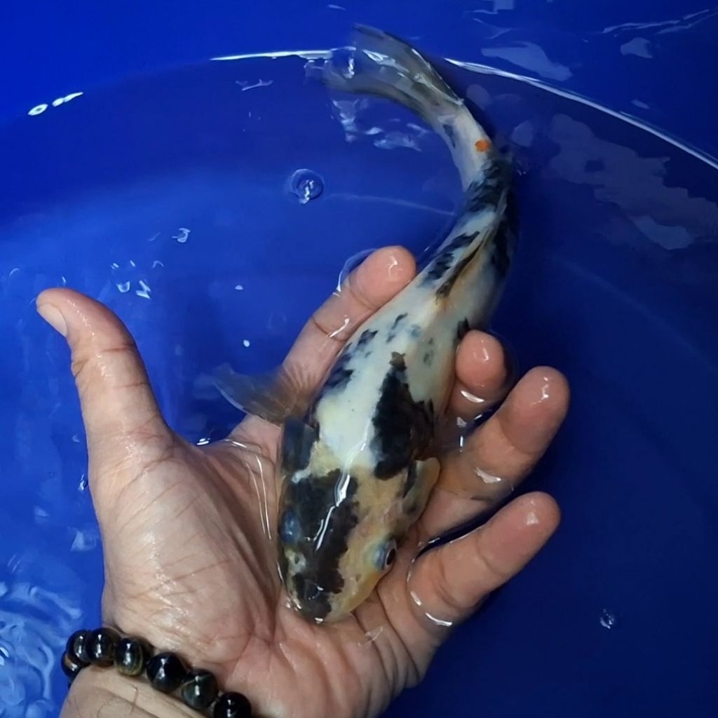 Ikan Koi Blitar Jenis Shiro / Rumah Koi Jakarta / kode 005