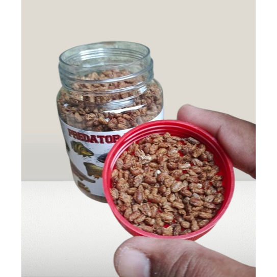 75 gram pakan ikan predator . daphnia jumbo . daphnia import . pakan ikan super . predator feed . ma