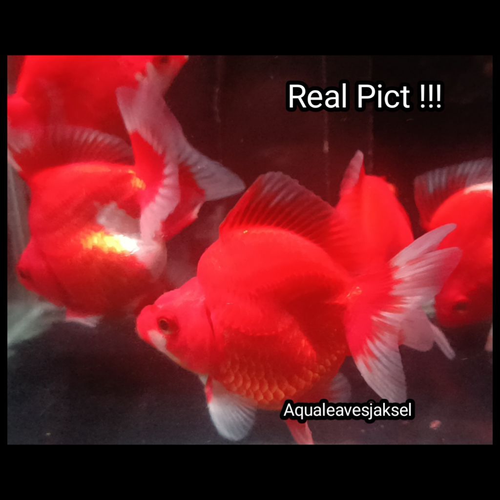 ikan koki ryukin red white 7-9cm bahan top