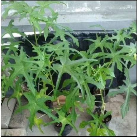 bibit pohon gedi/pepaya jepang
