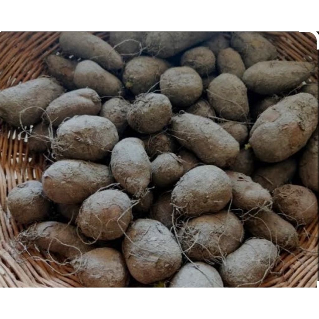 1kg KENTANG HITAM JEMBUT KENTANG HITAM ENAK KENTANG ANTI KENTANG KENTANG