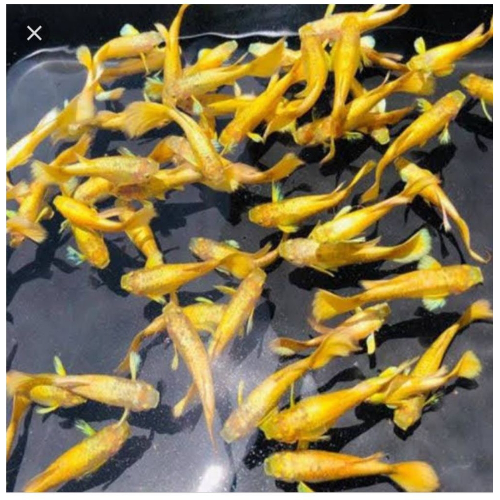 guppy super Gold per pasang