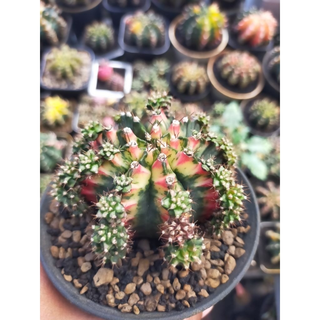 Gymno Miha Multicolour Calon Induk Cluster