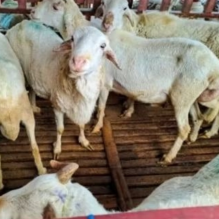 kambing domba qurban dan Aqiqah