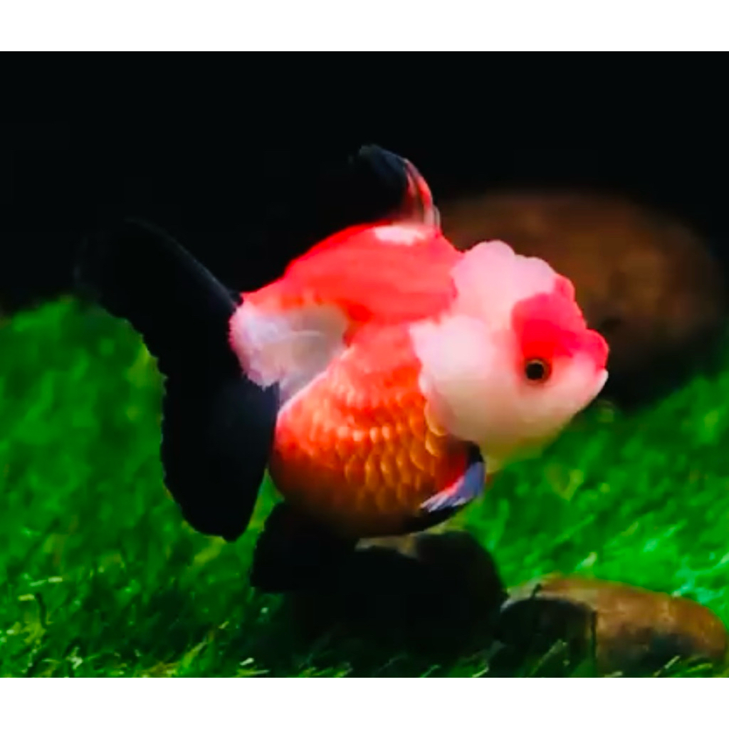 Ikan Koki Import Thailand 100% Grade AAA