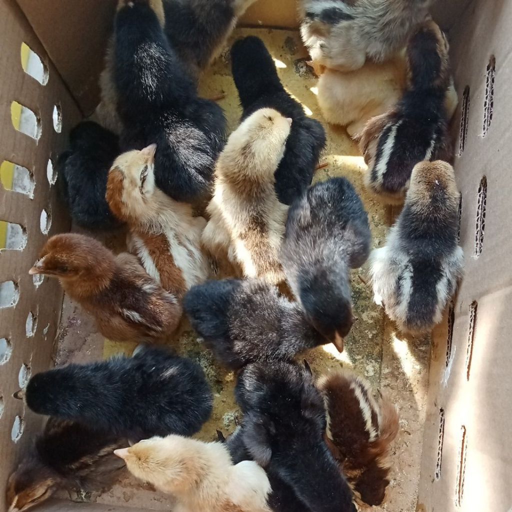 doc anakan ayam kub