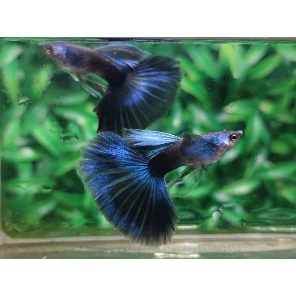 hiasan aquarium guppy blue moscow ribbon