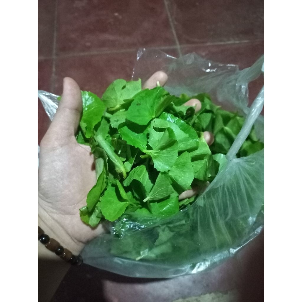 Daun Pegagan Segar // Bibit Tanaman Pegagan // Tanaman Herbal Pegagan