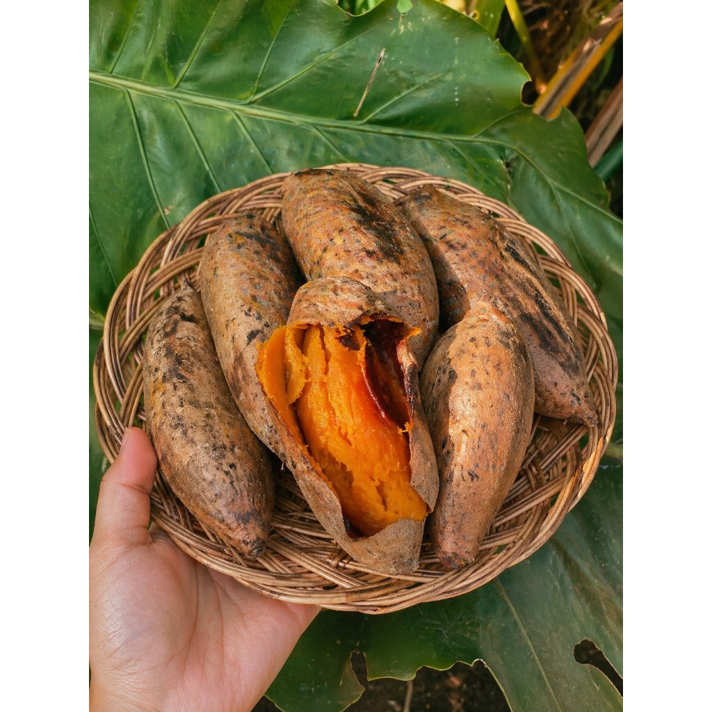 ubi oven / ubi madu oven / ubi cilembu oven (1kg)