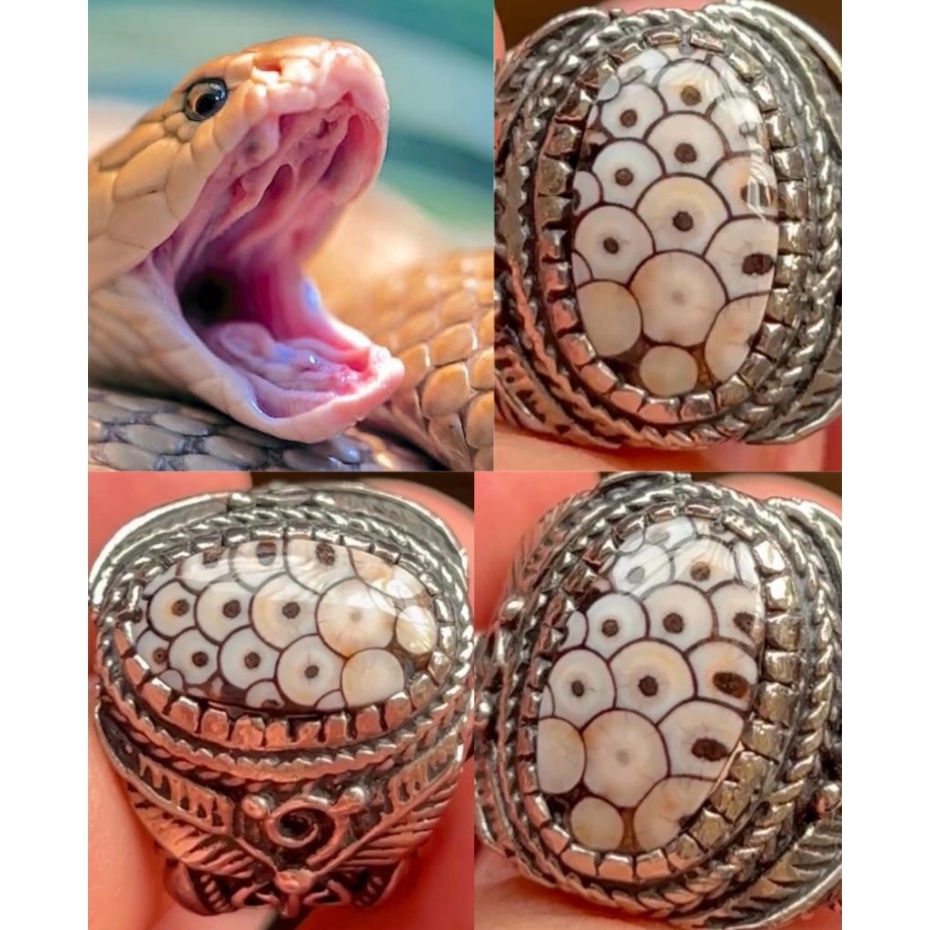 JHIPEN SISIK ULAR KING COBRA FULL SISIK RAPI CLASS CONTEST TOP COLECTOR ITEM