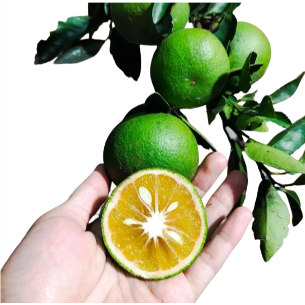 Bibit Jeruk Sunkist Hijau Manis Siap Buah 60-80cm | Tanaman Jeruk Okulasi Unggul