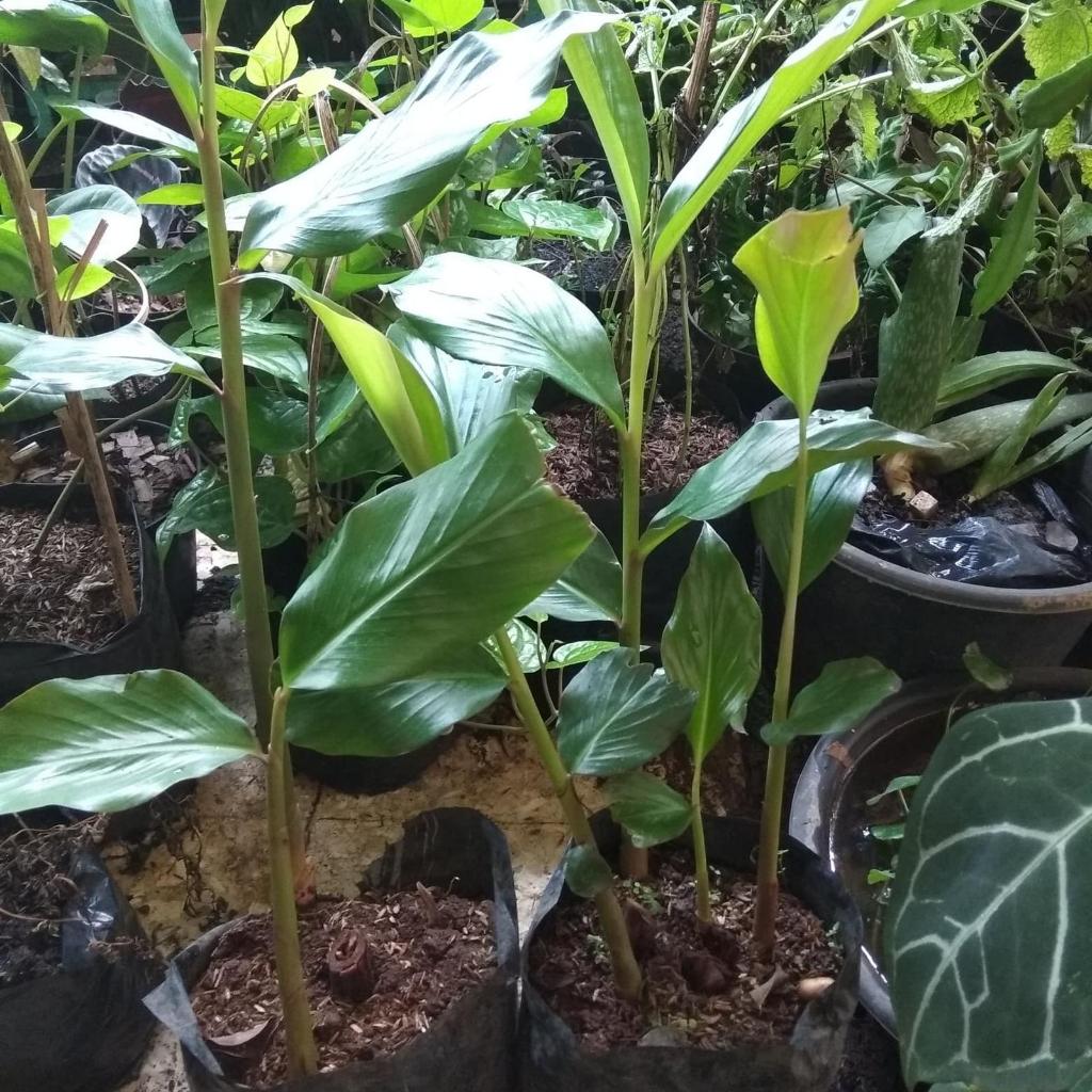 Tanaman combrang/kecombrang