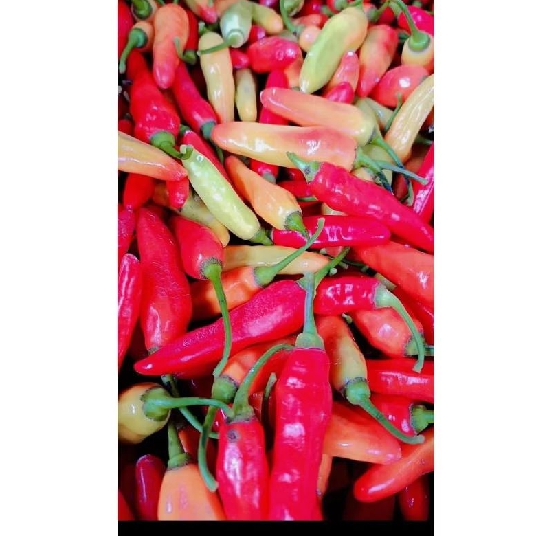 cabe rawit merah super fresh 1 kg