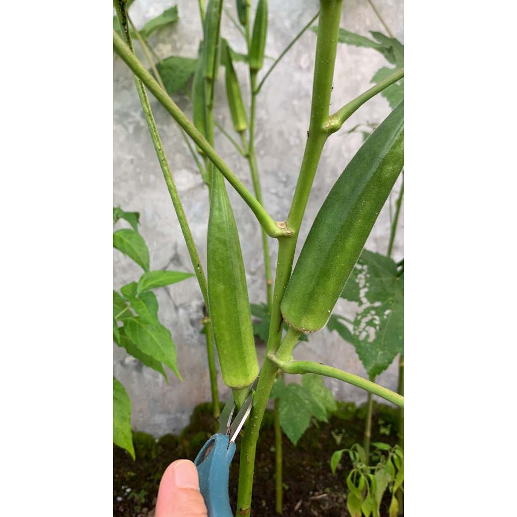 Bibit Okra