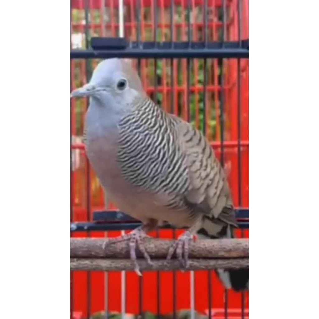 BURUNG PERKUTUT BANGKOK JAWA CROSSING JANTAN MULUS