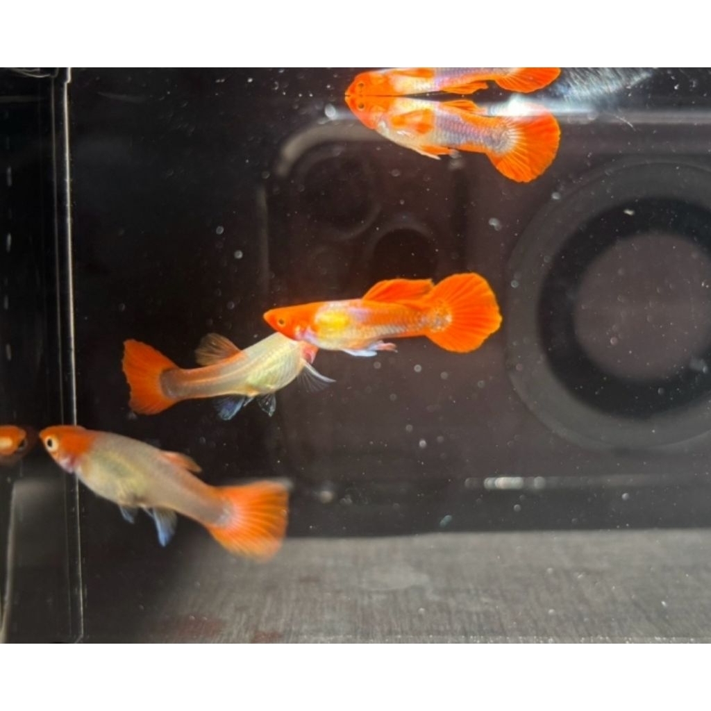 Guppy Blonde koi